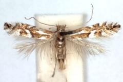 Phyllonorycter cerisolella