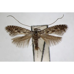 /filer/webapps/moths_gc/media/images/M/multimaculata_Parornix_A_ZSM_3.jpg