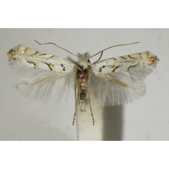 /filer/webapps/moths_gc/media/images/A/abrasella_Phyllonorycter_A_ZSM_3.jpg