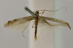 Acrocercops crotalistis