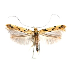 /filer/webapps/moths_gc/media/images/H/honoratella_Caloptilia_A_Buhl-et-al_2019_6.jpg