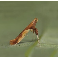 /filer/webapps/moths_gc/media/images/F/fribergensis_Caloptilia_Plant_2022_32a.jpg