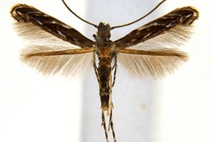 Liocrobyla desmodiella