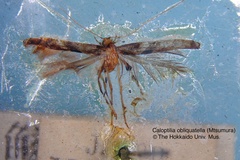 Povolnya obliquatella