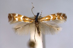 Phyllonorycter fraxinella