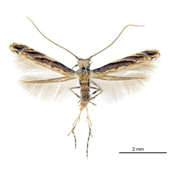 /filer/webapps/moths_gc/media/images/P/pinnatae_Liocrobyla_PT8_ANIC.jpg