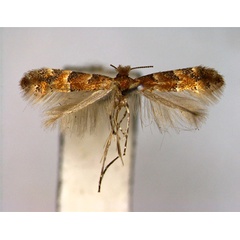 /filer/webapps/moths_gc/media/images/F/fragilella_Phyllonorycter_A_EIHU.jpg