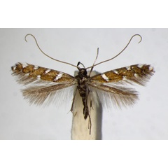 /filer/webapps/moths_gc/media/images/I/imperialella_Dialectica_A_ZSM_4.jpg