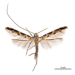 /filer/webapps/moths_gc/media/images/C/cornuta_Diphtheroptilia_PT4_ANIC.jpg