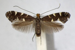 Callisto denticulella