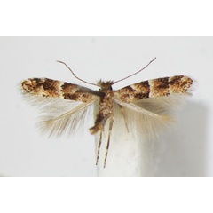 /filer/webapps/moths_gc/media/images/A/agilella_Phyllonorycter_A_ZSM_3.jpg