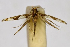 Acrocercops patellata