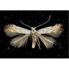 /filer/webapps/moths_gc/media/images/T/tenerella_Phyllonorycter_A_SanktGallen11041946_MHNG.jpg