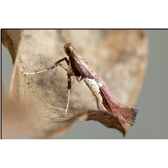 /filer/webapps/moths_gc/media/images/S/stigmatella_Caloptilia_A_Knyazev-et-al_2018_265_2.jpg