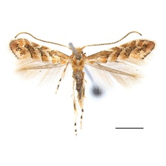 /filer/webapps/moths_gc/media/images/S/stenopterae_Phyllonorycter_PT_SDNU.Ent041937_Lu.etal_2025_456.jpg