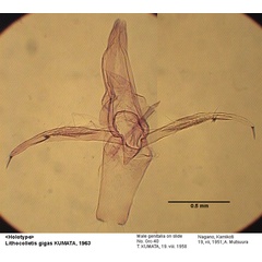 /filer/webapps/moths_gc/media/images/G/gigas_Phyllonorycter_GM_HT_40_EIHU_.jpg