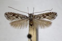 Parornix anguliferella