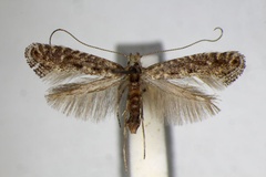 Parornix devoniella