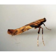 /filer/webapps/moths_gc/media/images/H/hemidactylella_Caloptilia_Plant_2022_29c.jpg