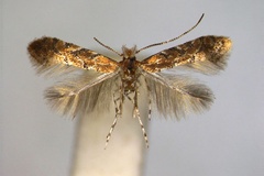 Phyllonorycter anchistea