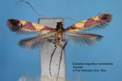 Caloptilia magnifica moriokensis