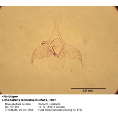 /filer/webapps/moths_gc/media/images/L/laciniatae_Phyllonorycter_GM_HT_352_EIHU.jpg