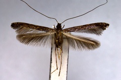 Caloptilia perseella