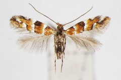 Phyllonorycter laciniatae