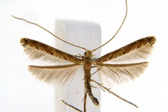 Diphtheroptila glochidia