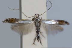 Phyllocnistis jupiter