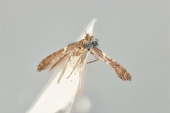 Caloptilia thiosema