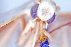 Cuphodes habrophanes