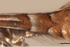 Phyllonorycter similis