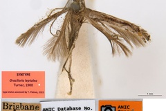 Acrocercops leptalea