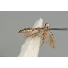 /filer/webapps/moths_gc/media/images/L/leptalea_Acrocercops_ST_ANIC31-087277_wing.jpg