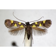 /filer/webapps/moths_gc/media/images/Q/quadrisignella_Calybites_A_ZSM.jpg