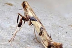 Caloptilia honoratella