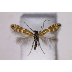 /filer/webapps/moths_gc/media/images/M/medicaginella_Phyllonorycter_A_BMNH.jpg