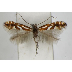 /filer/webapps/moths_gc/media/images/M/mespilella_Phyllonorycter_A_ZSM_4.jpg