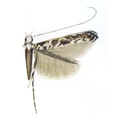/filer/webapps/moths_gc/media/images/M/mixograpta_Stomphastis_HT_Var1961_Pl9_5.jpg