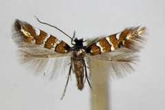 Phyllonorycter schreberella