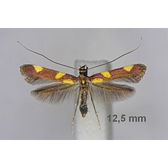 /filer/webapps/moths_gc/media/images/M/magnifica_Caloptilia_A_Deutsch_05.jpg