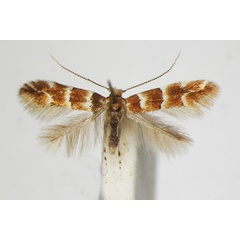 /filer/webapps/moths_gc/media/images/T/tristrigella_Phyllonorycter_A_ZSM_3.jpg