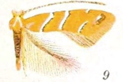 Cameraria aesculisella