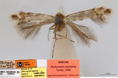 Phyllonorycter enchalcoa
