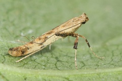Caloptilia honoratella
