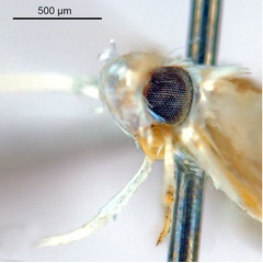 /filer/webapps/moths_gc/media/images/N/niphadias_Cuphodes_head2_NULT023064_ANIC.jpg