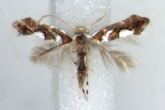 Phyllonorycter grewiella