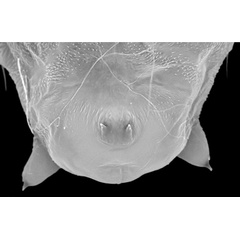 /filer/webapps/moths_gc/media/images/P/podocarpa_Phyllocnistis_pupa_Liu-et-al_2018b_565_SDNU_4.jpg