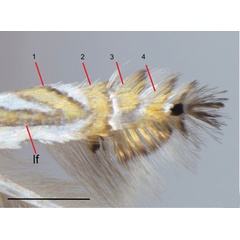 /filer/webapps/moths_gc/media/images/F/furcata_Phyllocnistis_HT_wing_Cerdena-et-al_2020_127.jpg